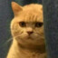 TenderLion