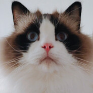 (..•˘_˘•..)✧AutUmn