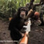 rifling ape
