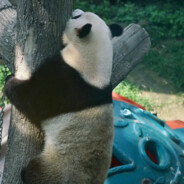 华语女帝张惠妹