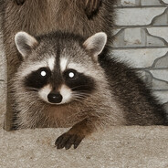 nieszablonowy inwestor