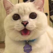 They call me Meowww..