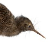 Kiwi's Avatar