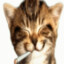 p@rrino!'s avatar