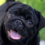 Doguinho