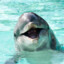 FLIPPERTHEDOLPHINE