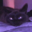保鲜膜猫咪
