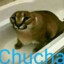 Chucha