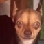 amo a mi perro