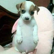 Chatito Perro Panchon Steam avatar