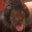 SadDog