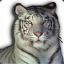 Le Tigre Blanc