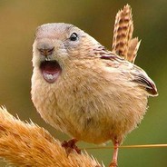 Fucking Bird In The Sky