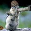 Armed Squirrel ®