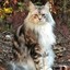 Maine Coon