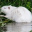 Capivara Albina