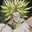 Broly avatar