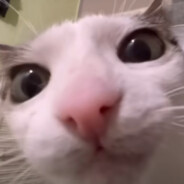 Moon of mistakes avatar