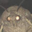 Moth_Man