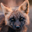 foxxo
