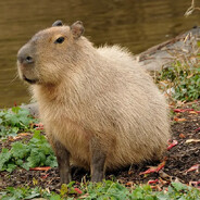 [SGN] Gunz - steam id 76561198314230374