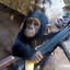 AMARAL