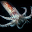 Squid