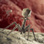 Phage