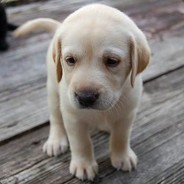 羊神羊神使劲超鬼