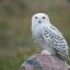 Snowy Owl