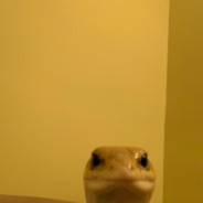 gecko on facetime