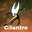 Cilantro