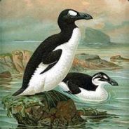 Great Auk