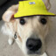 Dog with yellow hat