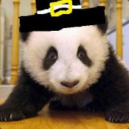 Pilgrim Panda