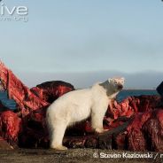 hairless bear