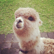 一隻咩咩一隻一隻咩