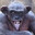 He's Chimpin Out