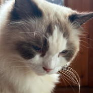 横冲直撞二狗子