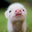 Schweinobabo