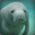 Manatee