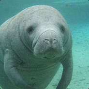 Manatee