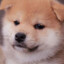 doge703