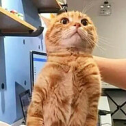 幸運猫猫頭ᵀᴹ