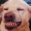 Cachorro Loko