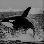 GTA dedicated acc mk1