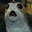 porg