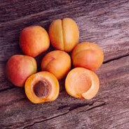 apricot