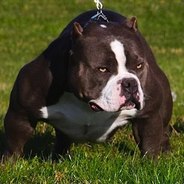 PiTBULL