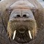 Walrus the Dogeater